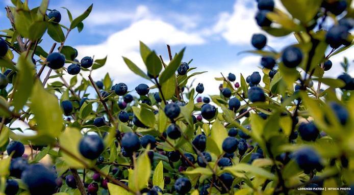 Dettaglio di bacche di mirto selvatico mature tra le foglie verdi sotto il cielo della Sardegna, ingrediente per il liquore artigianale del ristorante Kumale.